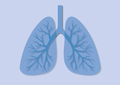 Lungs, illustration