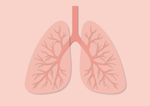 Lungs, illustration