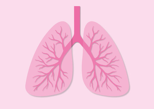 Lungs, illustration