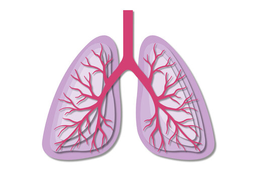 Lungs, illustration