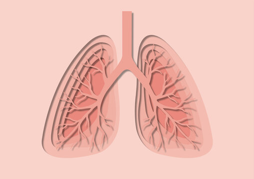 Lungs, illustration