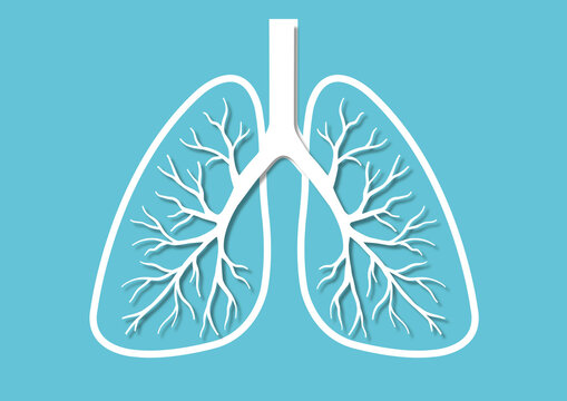 Lungs, illustration
