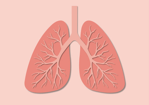 Lungs, illustration
