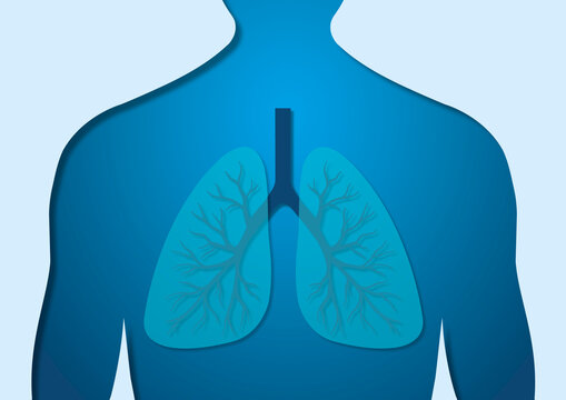 Lungs, illustration