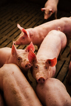 Top view of several pigs gathered closely inside a farm pen. Industrial pig farming and livestock production environment.