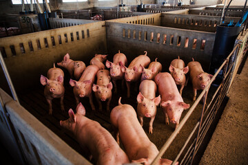 High angle view of a group of domestic pigs standing closely together inside a concrete pen at a commercial livestock farm. The animals are housed indoors on slatted flooring under artificial lighting © aitor
