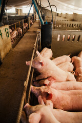 Group of domestic pigs standing closely together inside a pen at a commercial livestock farm. representing modern intensive pig farming and pork production industry. © aitor
