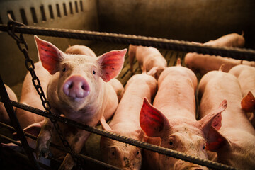 Several domestic pigs gathered inside a concrete enclosure in a pig farming facility. Overhead perspective showing livestock management conditions. © aitor