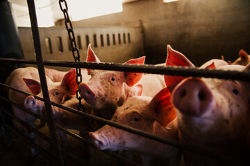 High angle view of a group of domestic pigs standing closely together inside a concrete pen at a commercial livestock farm. The animals are housed indoors on slatted flooring under artificial lighting © aitor