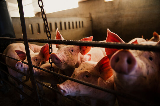 High angle view of a group of domestic pigs standing closely together inside a concrete pen at a commercial livestock farm. The animals are housed indoors on slatted flooring under artificial lighting