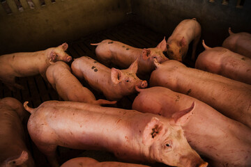 Several domestic pigs gathered inside a concrete enclosure in a pig farming facility. Overhead perspective showing livestock management conditions. © aitor