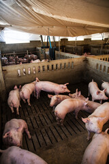 High angle view of a group of domestic pigs standing closely together inside a concrete pen at a commercial livestock farm. The animals are housed indoors on slatted flooring under artificial lighting © aitor