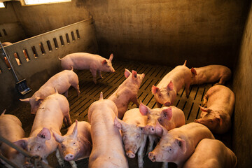 Group of domestic pigs standing closely together inside a pen at a commercial livestock farm. representing modern intensive pig farming and pork production industry. © aitor