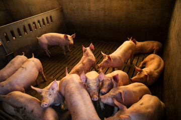 Group of domestic pigs standing closely together inside a pen at a commercial livestock farm. representing modern intensive pig farming and pork production industry. © aitor