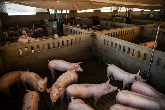 High angle view of a group of domestic pigs standing closely together inside a concrete pen at a commercial livestock farm. The animals are housed indoors on slatted flooring under artificial lighting