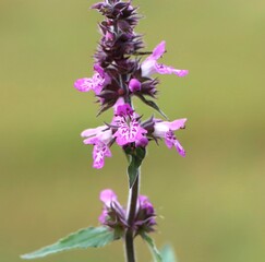 Obraz premium Wild flowering plant Stachys palustris (marsh woundwort)