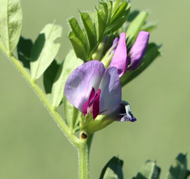 Vicia sativa (common vetch) wild flowering plant