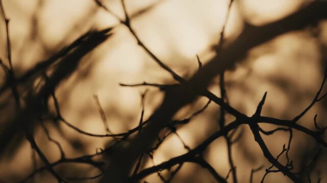 Delicate tree branches creating abstract patterns and a moody silhouette against a softly blurred, warm sepia toned sky, evoking feelings of twilight and nature's quiet beauty