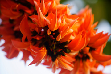 Obraz premium Vibrant Orange Flowers in Bloom on a Sunny Day in Nature