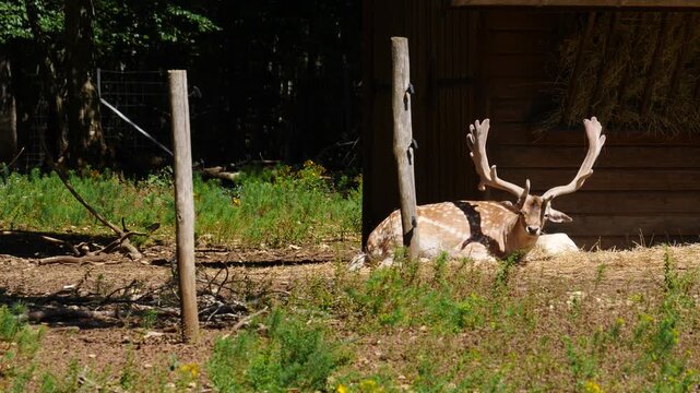 Fallow deer buck in natural environment. Vision Park in Auberive region, France. Slow motion
