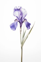 Iris branch illustration botanical flower.
