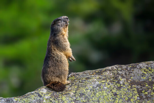 Alpine marmot (Marmota marmota) at Binntal Nature Park (Valais, Switzerland)