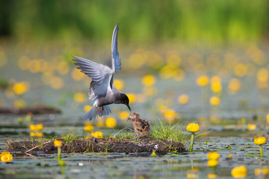 Black tern (Chlidonias niger) is feeding a juvenile