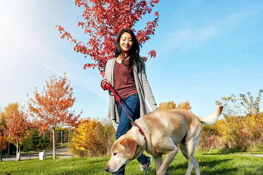 Dog walking, exercise and health with Asian woman in park for bonding, break or obedience. Active, leash training or wellness with happy pet owner and labrador outdoor in nature together for loyalty
