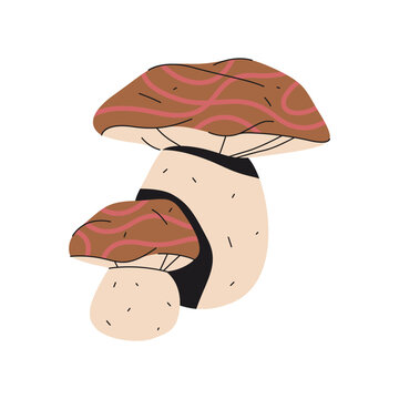 Vector white or cultivated mushroom isolated. Portobello fungus or champignon de Paris. Edible forest fungi or woodland flora. Organic portabellini or cremini. Autumn species. Nature, botany element.