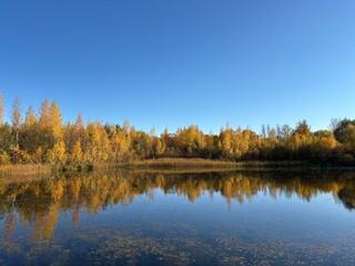 Fototapeta premium autumn in the forest