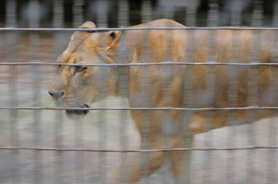 A horizontal shot of a lioness (Panthera leo) moving quickly behind the bars of a zoo cage. The motion blur emphasizes the repetitive pacing behavior often seen in captive large predators due to stres