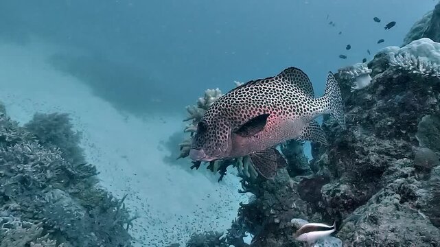 White spotted sweetlips &ndash; Plectorhinchus picus &ndash; swims above white dead coral that failed to survive frequent 29 degree waters on the Great Barrier Reef, Australia, illustrating climate warming impact