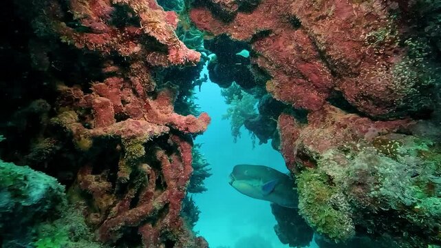 Close up of a parrotfish &ndash; Scaridae &ndash; wedging its strong beak into a coral crevice on the Great Barrier Reef, Australia, scraping algae and contributing to reef sand production in tropical waters.