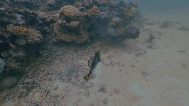 Titan triggerfish &ndash; Balistoides viridescens &ndash; shows orange and blue colors while performing a threatening display as the camera approaches its nest, adopting a pre attack posture.