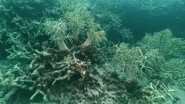 White soft coral &ndash; Alcyonacea &ndash; grows on the Great Barrier Reef, Australia, appearing resilient in 29 degree warm water while nearby hard corals show bleaching linked to climate change.