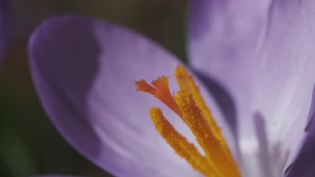 Springtime macro view of violet crocus flower, 4k