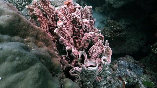 Tube sponge &ndash; Callyspongia spp. &ndash; rust colored tubular sponge growing on coral reef on the Great Barrier Reef, Queensland, Australia. This marine sponge filters seawater and shelters small reef life.