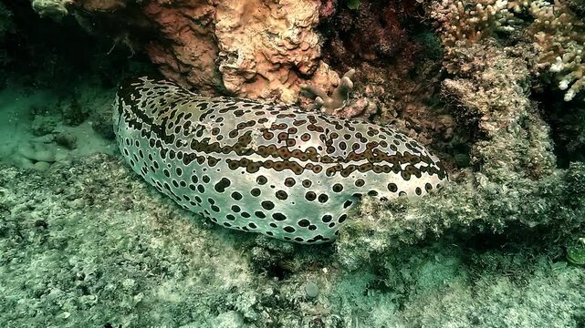 A white sea cucumber with brown spots &ndash; Holothuroidea &ndash; rests on sandy seabed on the Great Barrier Reef, Australia, slowly moving as this echinoderm processes sediment for nutrients.