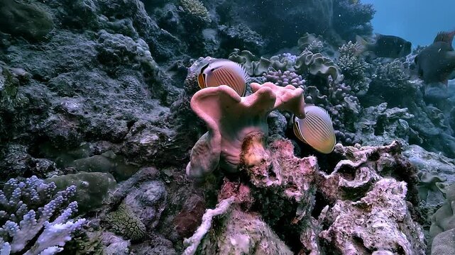 Butterflyfish &ndash; Chaetodon spp. &ndash; pair swims past a rust colored tube sponge on the Great Barrier Reef, Queensland, Australia. Tropical reef fish move calmly through vibrant coral habitat.