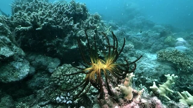Feather star &ndash; Crinoidea &ndash; with golden yellow center and black feathery arms resting on coral on the Great Barrier Reef, Queensland, Australia. This echinoderm filters plankton with delicate branches 