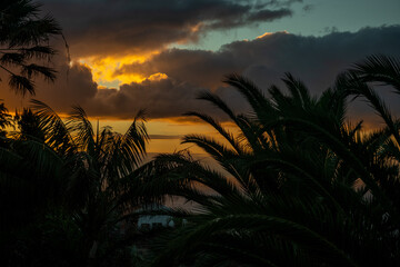 bajeczny zachód słońca widziane poprzez ogromne palmy © Kamil_k2p