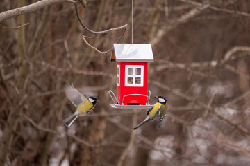 Two Great Tits Fighting for Position on a Red Bird Feeder © Katsiaryna