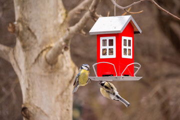 Blue Tits Feeding at Red House Bird Feeder in Winter © Katsiaryna