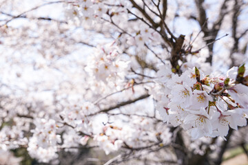 Obraz premium 満開のソメイヨシノ