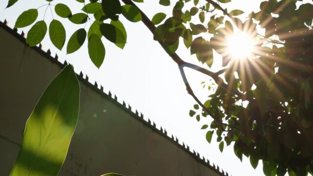 Static rack focus from blur to sparkling sun flare through Pink Trumpet Tree foliage over spiked wall, symbolizing gaining clarity, hope, and finding a way out in life.