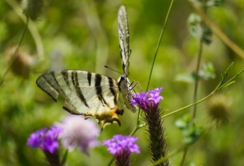 Butterfly with pale yellow wings and black stripes perched on vibrant purple flower in natural setting