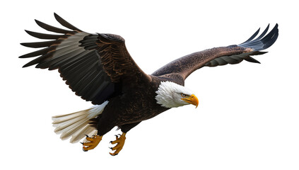 Fototapeta premium Bald Eagle in Flight - Majestic Bird of Prey with Wings Spread
