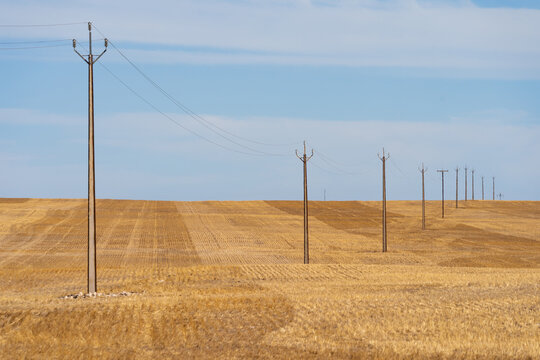 A row of power poles in a farmers paddock dissapearing over a distant hill