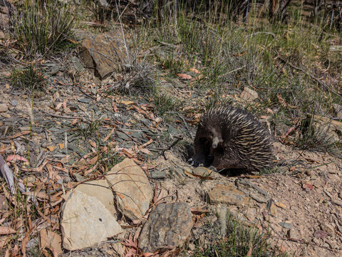 Short Beaked Echidna