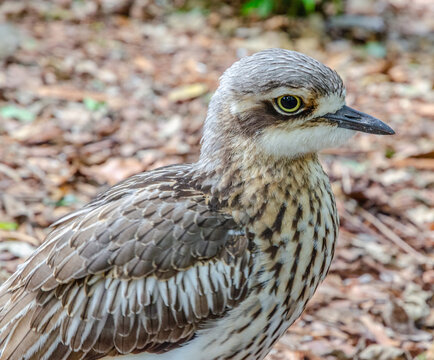 Bush Stone-curlew, also Bush Thick-Knee (Burhinus grallarius)